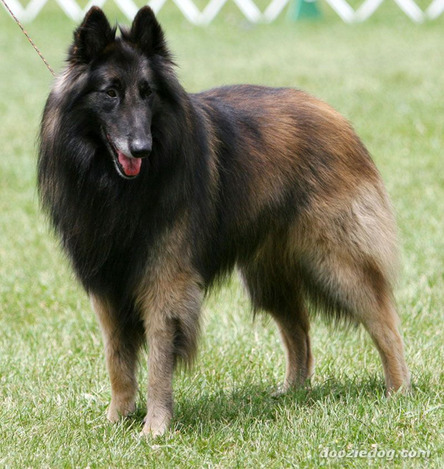 Belgian-Shepherd-Tervuren-Dog-2