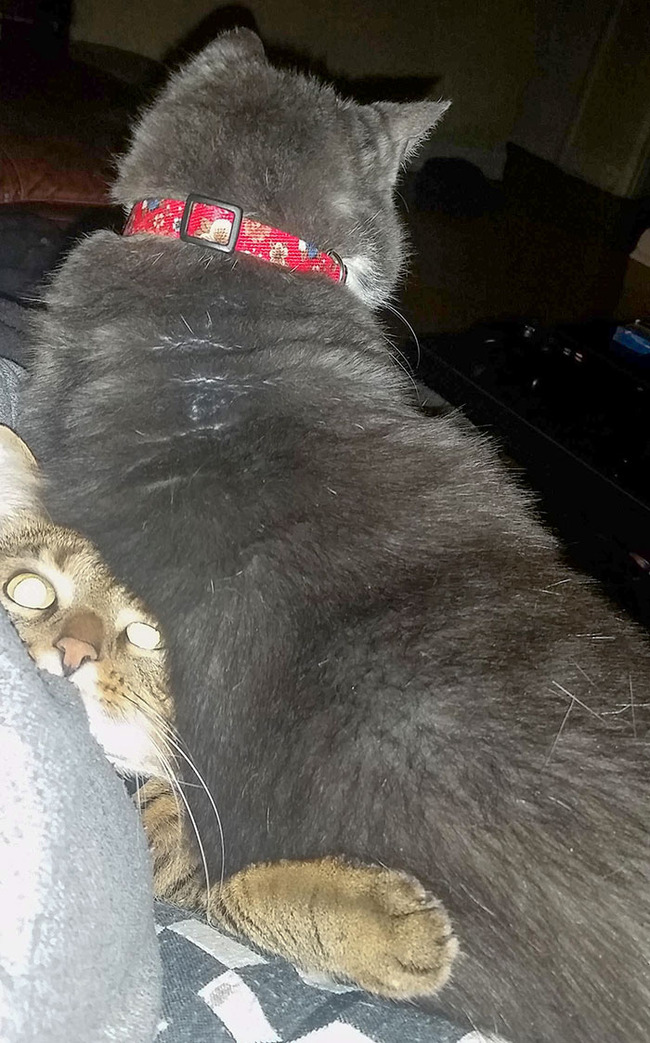 funny-jealous-pets-54-642573eb78555__700