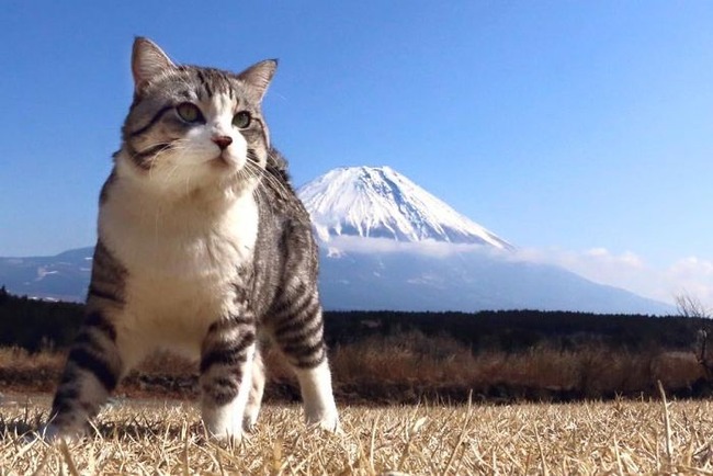 photogenic-cat-noraneko-nyankichi-japan-149-5acdc3787af82__700