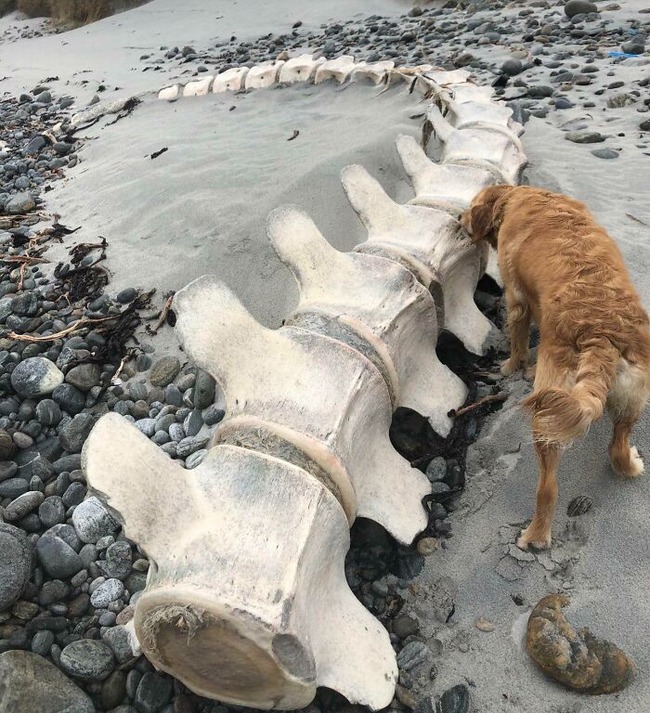 652560eddc47b_unexpected-finds-in-beach
