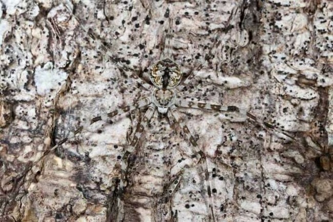 Camouflage-animal2-62617b3d911c2__700