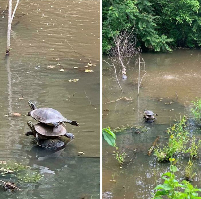 glitch-in-the-matrix-doppelganger-animals-25-633bedeaa1c21__700