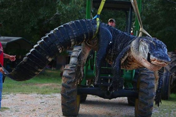 a2014-8-19gator10