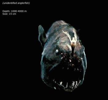 mariana_trench_creatures3