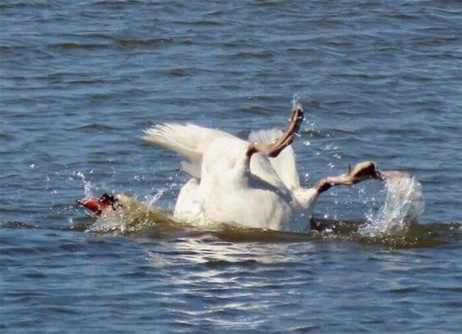 funny-candid-bird-photography-6346a9aa4c92b__700