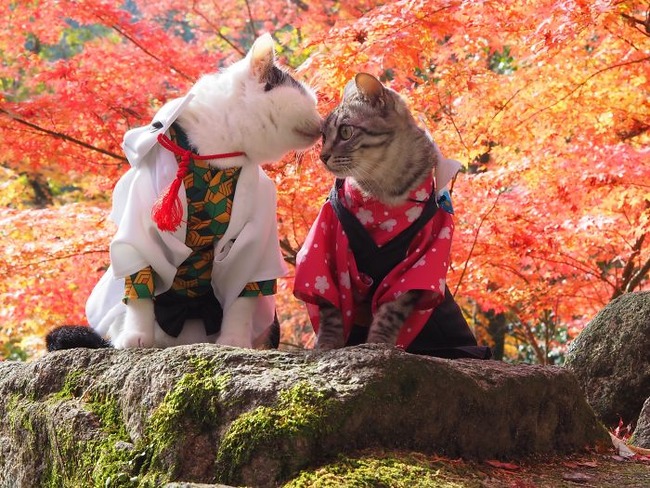 cats-anime-costumes-yagyouneko-japan-5f48cbaef3b36__700