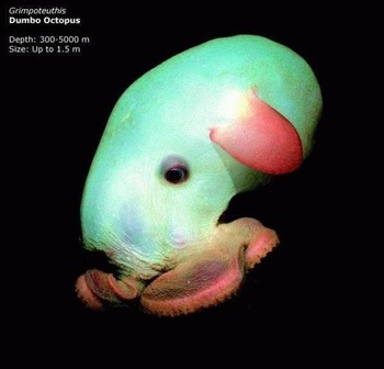 mariana_trench_creatures12