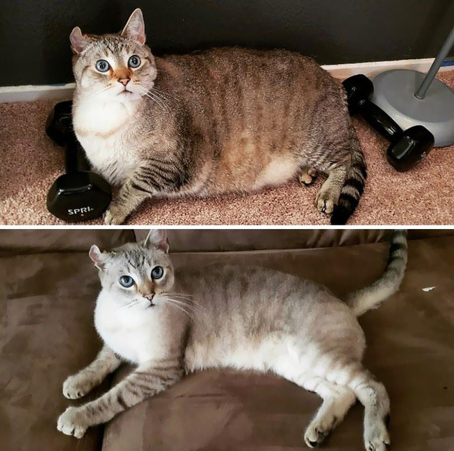 fat-cats-losing-weight-before-after-42-5ed4c625a263b__700