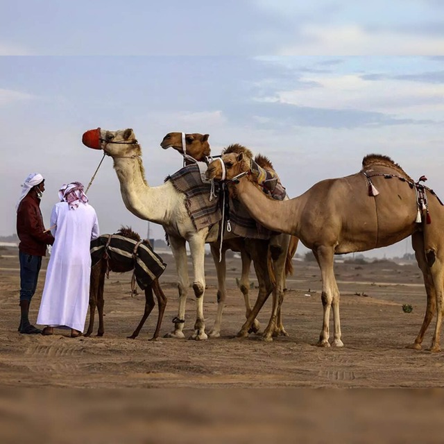 alhedaa-the-language-used-by-sau