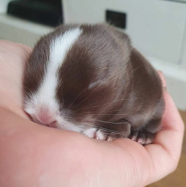 6570833bf00b1_animals-being-sleepy-pics