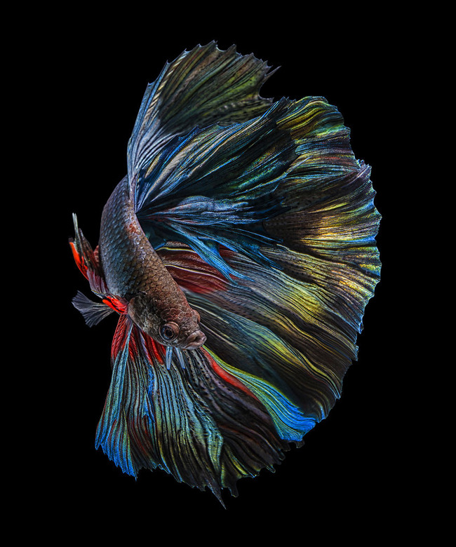 Full-Colour-5df8d02a65fb5__880