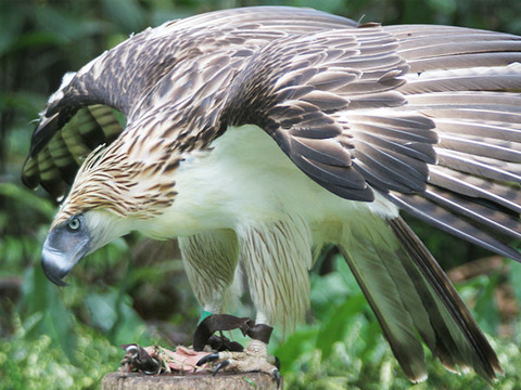 philippine-eagle_img01-l