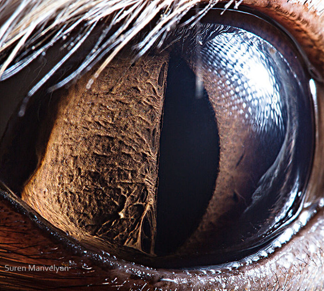 animal-eyes-photography-suren-manvelyan-8-5f4e18e9ab8a5__700