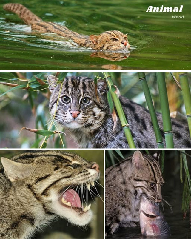 animal-world-unique-18-68b01a2504f37__700