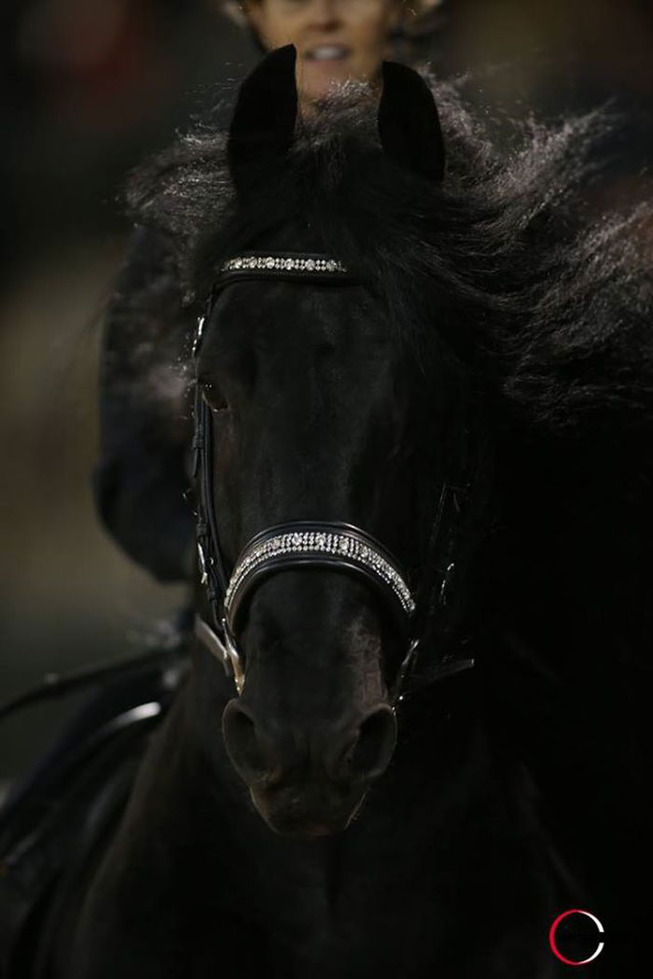 frederik-the-great-friesian-horse-stallion-35-5e96fa016a159__700