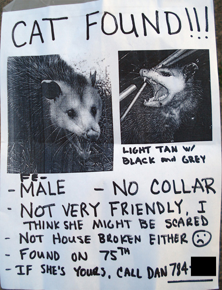 possum-kitty-5ebd312f510b2