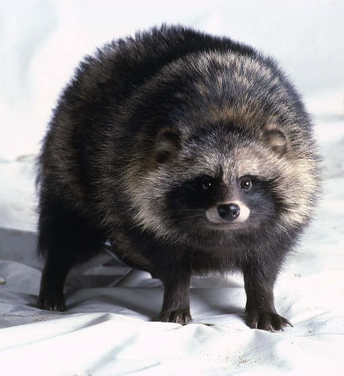 外国人 日本版のアライグマ タヌキという動物が凄くかわいい 海外の万国反応記 海外の反応 外国人 日本版のアライグマ タヌキという動物が凄くかわいい 海外の万国反応記 海外の反応