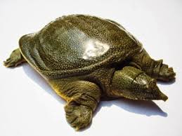 ダウンロード (5)