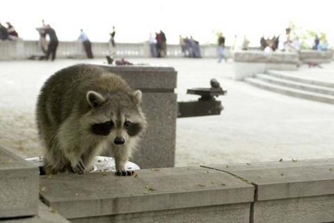 raccoonroof-thumb-510x340-44176