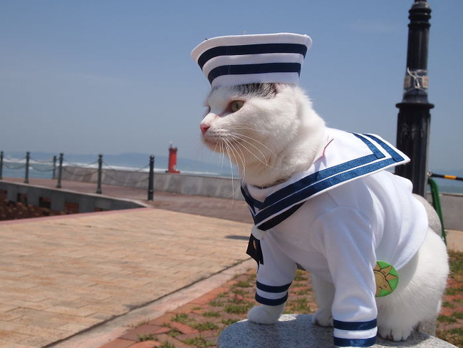 cats-anime-costumes-yagyouneko-japan-5f48c5094258b__700