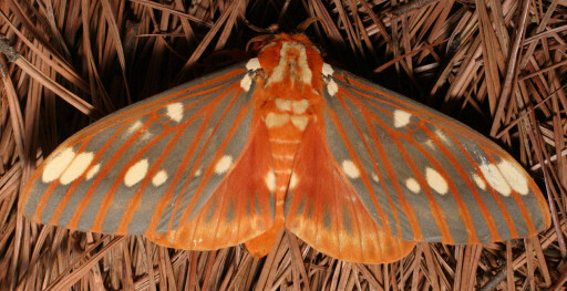 Citheronia_regalisPCCA20040718-3494AB-62711e6fda89e