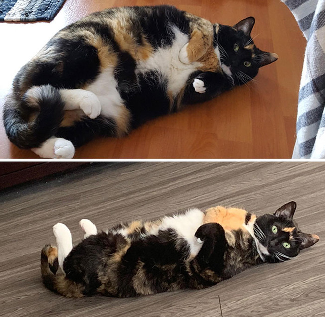 fat-cats-losing-weight-before-after-7-5ecfcfd4e62fc__700