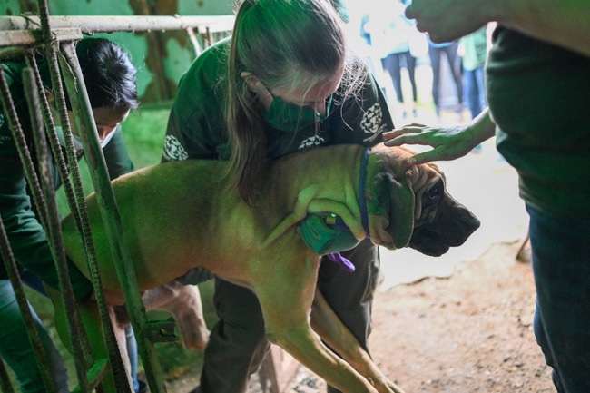 South-Korean-dog-meat-farms-closing-as-attitudes-change (1)