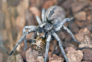 Wolf Spider feeding