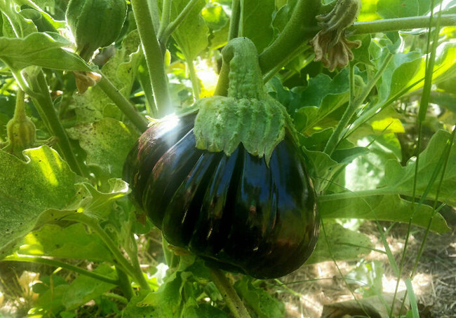 65ccb5b12cc52_interesting-plant-fasciation-examples