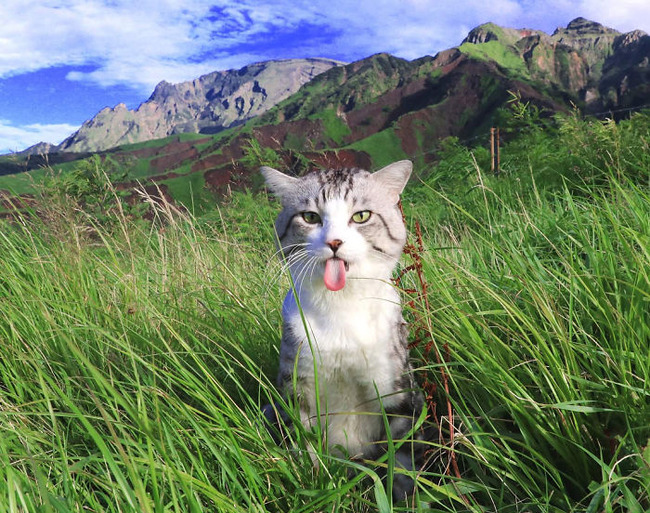 photogenic-cat-noraneko-nyankichi-japan-12-5acdb860ae717__700