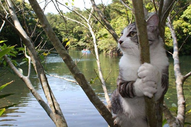 photogenic-cat-noraneko-nyankichi-japan-142-5acdc2805ce27__700