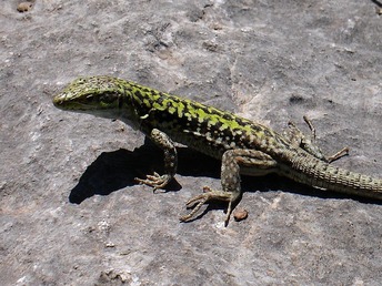 italian_wall_lizard