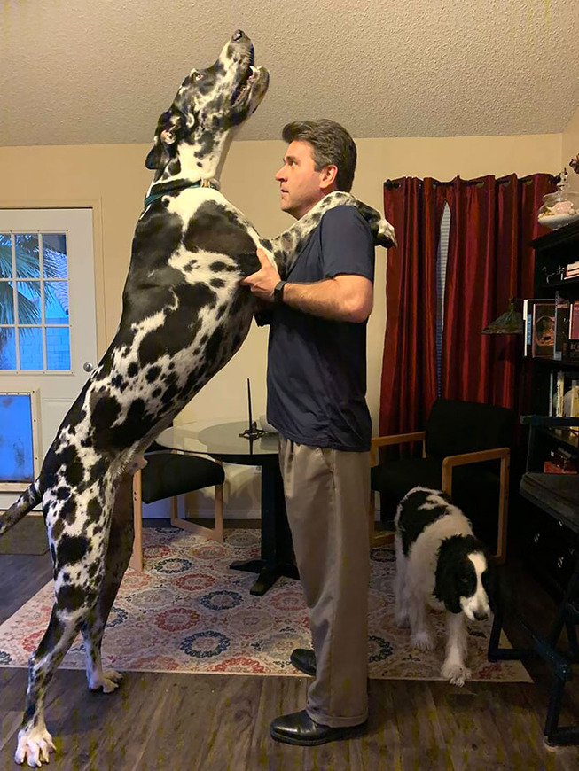 animal-size-comparison-12-5f1ec75d6371e__700