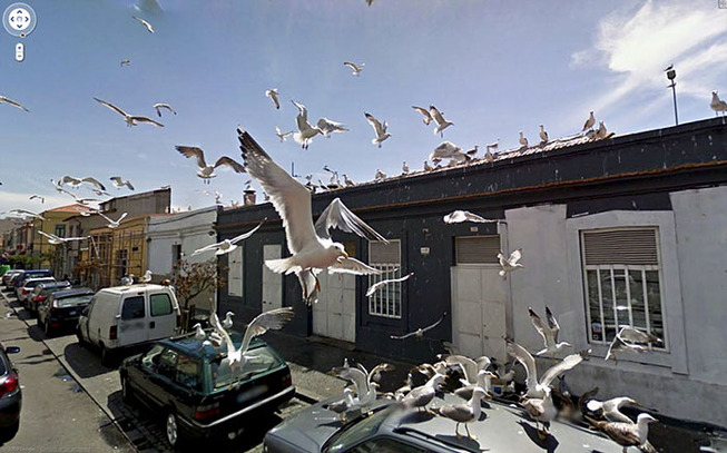 google-street-animals-5d2441d20540f__700