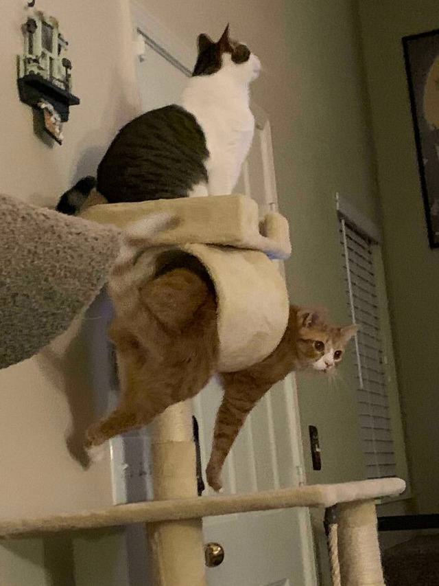 6919af928ace5_2iha31rzee941__700