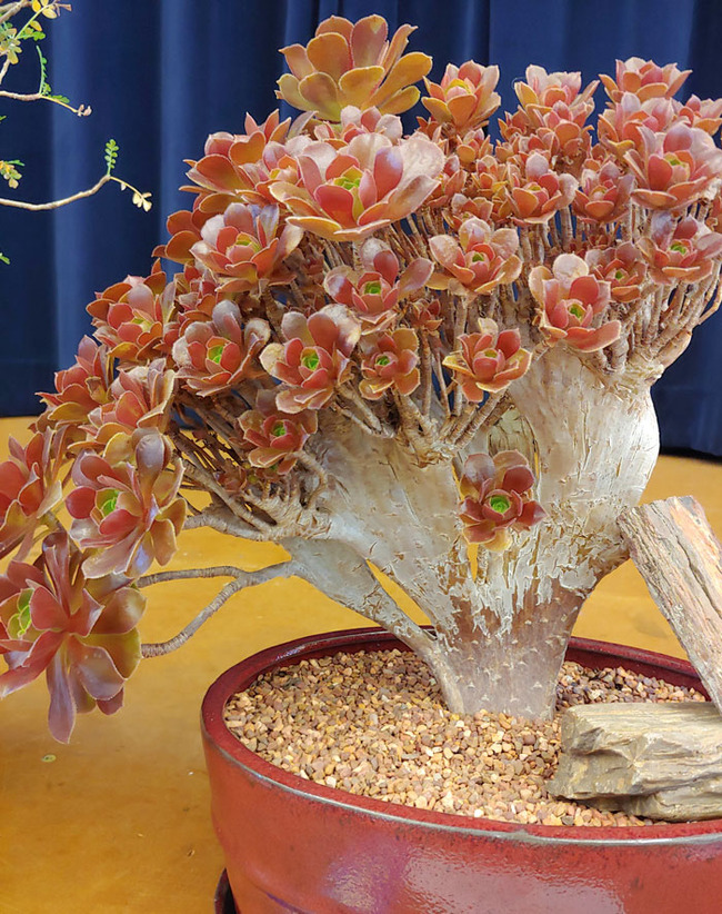 interesting-plant-fasciation-examples-45-65d442acbab5f__700