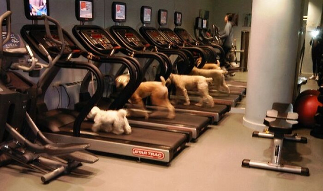 69cb72736637f_hilarious-gym-thin