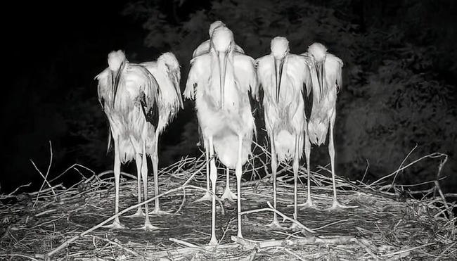 6697b971cca74_birds-threatening-auras-pics