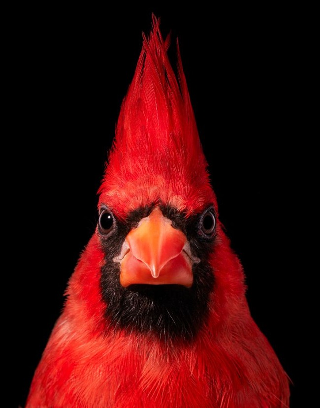 endangered-photo-portraits-birds