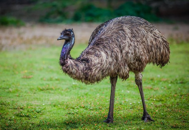 emu.ab40226.width-800.7025164