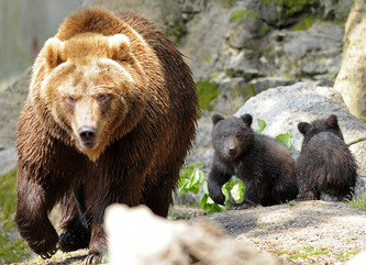 Bears