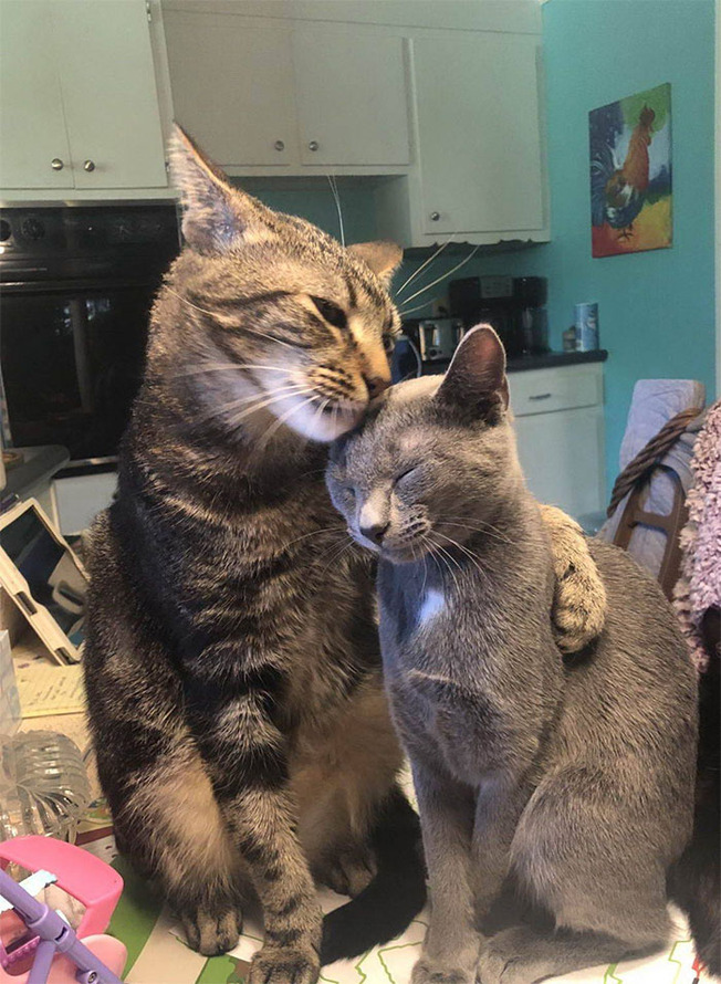 two-cats-better-than-one-6-60a76f83a4507__700