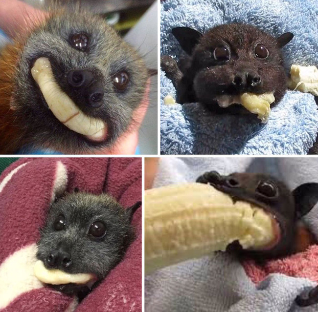 wholesome-animal-pics-animalunusual-4-67a0cff5e27c2__700