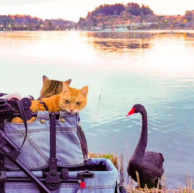 traveling-cats-japan