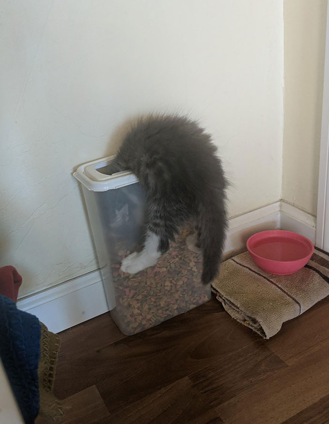 stuck-animals-while-eating-2-5f3fcff78cd11__700 (2)