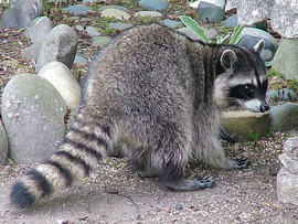 raccoon1024x768-Suzy-Whitte