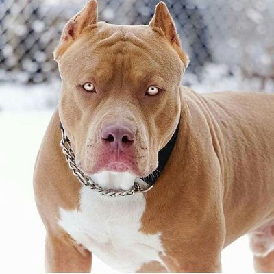 pitt-bull