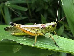 ダウンロード (1)