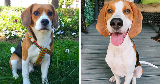 dog-breeds-that-look-similar-5f85a6d1e1478__700
