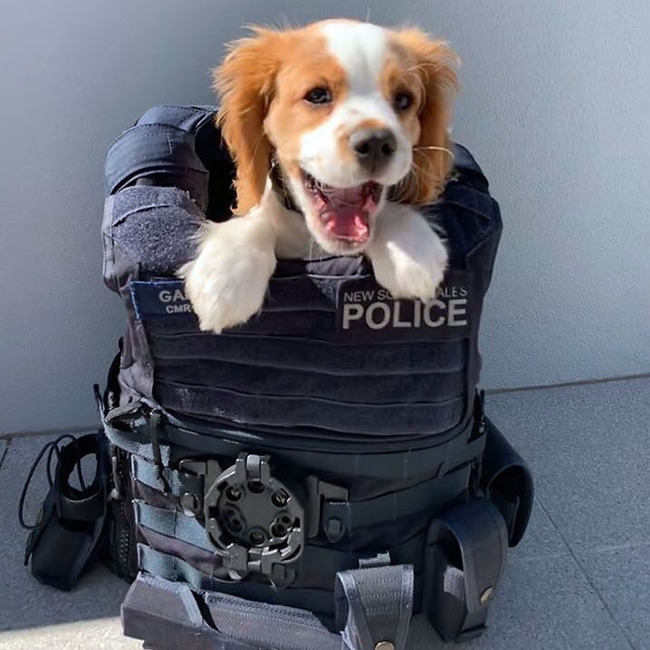 adorable-police-puppies-43-6554868c04572__700